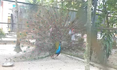 Burung Merak: Asal, Habitat, Ciri dan Perkembang Biakannya