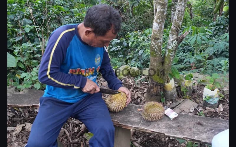 Sembari menyuguhkan duren banyak biji dan lezat, ia mengungkapkan rasa syukurnya pada negeri leluhur