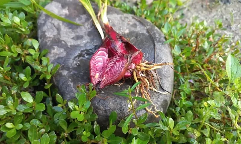 Bawang dayak (Foto: Parboaboa/Olivia)