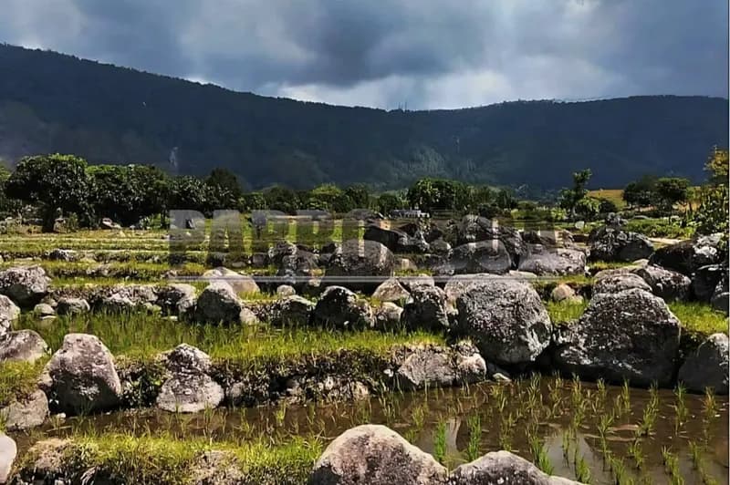 Bebatuan vulkanik di persawahan (Foto: Ris Taruli Aritonang/PARBOABOA)